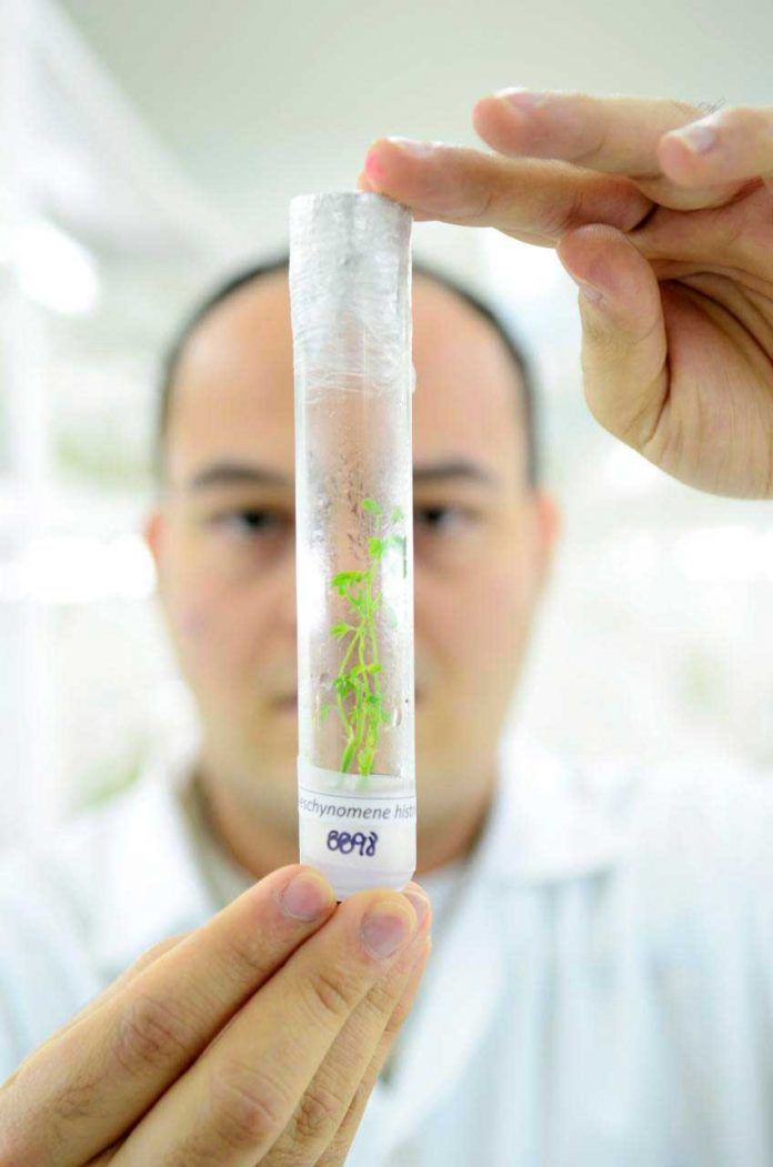 Microbiota y bacterias