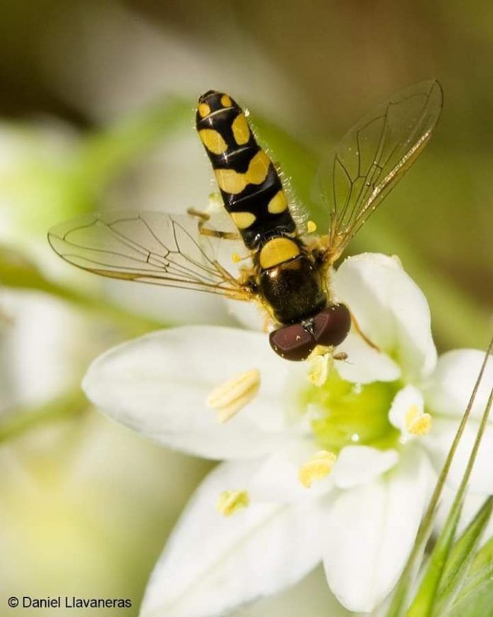 Mosca-florícola-hermosa-Allograpta-pulchra.-Ocoa.