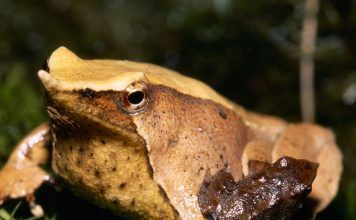 Y tú ¿con cuál tipo de padre te identificas? Ranita Darwin (Rhinoderma darwinii)