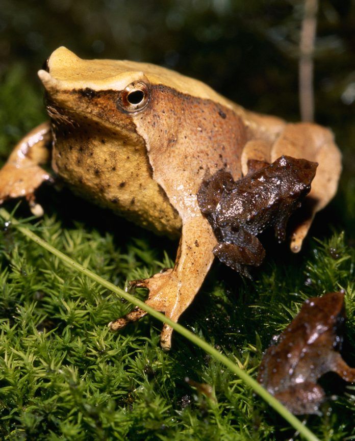 Ranita Darwin (Rhinoderma darwinii)