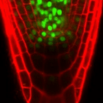 Postdoc AgroUC Fondecyt 2021