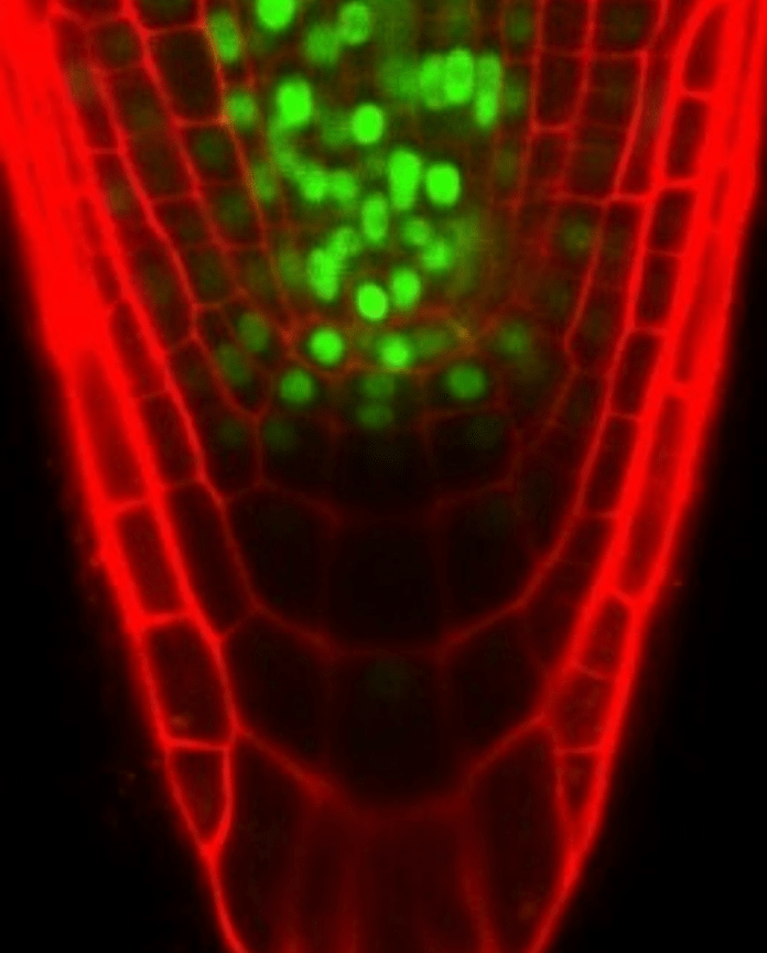 Postdoc AgroUC Fondecyt 2021
