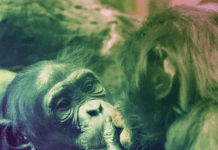 Humanos vs bestias: ¿estamos “entre” o “por sobre” los otros animales