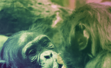 Humanos vs bestias: ¿estamos “entre” o “por sobre” los otros animales