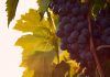 el cambio climático a la calidad del vino chileno