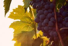 ¿Afecta el cambio climático a la calidad del vino chileno? el cambio climático a la calidad del vino chileno